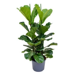 Ficus Lyrata - Fiddle Leaf Fig -Hortology Plants Shop Ficus lyrata Fiddle Leaf Fig 120cm