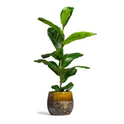 Lindy Plant Pot - Ochre 39 Lindy Plant Pot - Ochre -Hortology Plants Shop Ficus lyrata Fiddle Leaf Fig 17x60cm 1 stem Lindy Plant Pot Ochre 23x20cm 2 bacff52a 46f0 4ca7 a287 adbc8f20e405