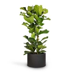 Ficus Lyrata - Fiddle Leaf Fig -Hortology Plants Shop Ficus lyrata Fiddle Leaf Fig 30x130cm Grigio Cylinder Planter Anthracite Concrete 48x32cm 9105efad e8d5 4229 8931 2aae5d9d96cd