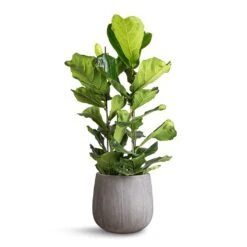 Ficus Lyrata - Fiddle Leaf Fig -Hortology Plants Shop Ficus lyrata Fiddle Leaf Fig 30x130cm 2 stems Pax Planter Ridged Dark Grey 40x36cm 12c61716 3bcb 4654 bd74 7ea948864e2d