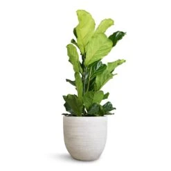 Ficus Lyrata - Fiddle Leaf Fig -Hortology Plants Shop Ficus lyrata Fiddle Leaf Fig 30x130cm 2stems Cas Plant Pot Cool Grey 39x36cm
