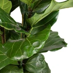 Ficus Lyrata - Fiddle Leaf Fig -Hortology Plants Shop Ficus lyrata Fiddle Leaf Fig 30x140cm 2 stems 3