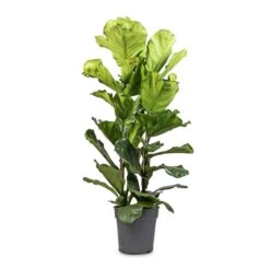 Ficus Lyrata - Fiddle Leaf Fig -Hortology Plants Shop Ficus lyrata Fiddle Leaf Fig 30x140cm 2 stems 52d1d040 1650 43ce a6b6 9bdf41857278