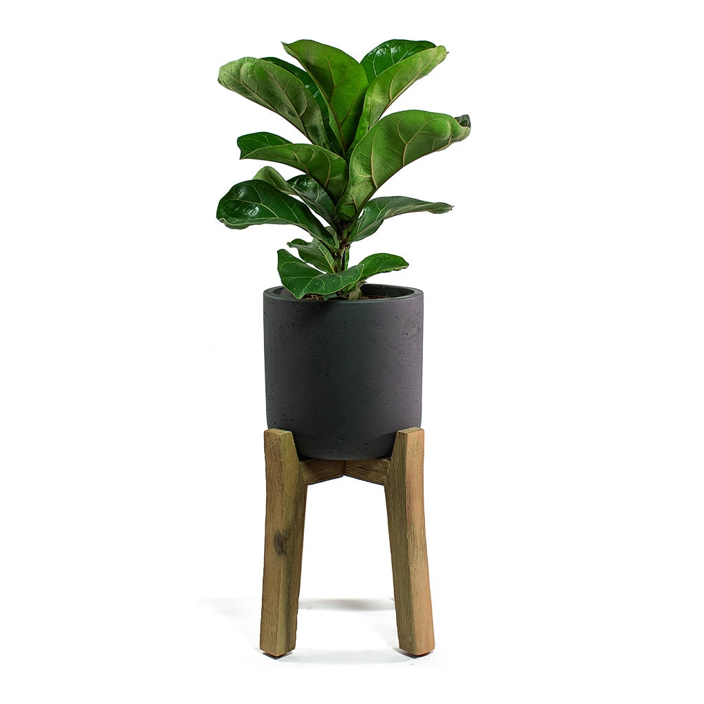 Charlie Plant Pot - Tall Stand - Black Washed 6 Charlie Plant Pot - Tall Stand - Black Washed - Image 4