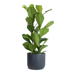 Ficus Lyrata - Fiddle Leaf Fig -Hortology Plants Shop Ficus lyrata Fiddle Leaf Fig Ease Cylinder Planter Anthracite
