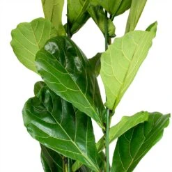 Ficus Lyrata - HydroCare 14 Ficus Lyrata - HydroCare -Hortology Plants Shop Ficus lyrata Fiddle Leaf Fig Leaves b7b8dbd5 239b 4336 ba3b e63dc591822c