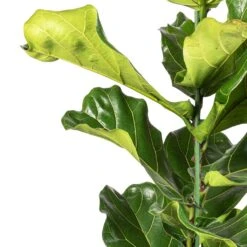 Ficus Lyrata - Fiddle Leaf Fig -Hortology Plants Shop Ficus lyrata Fiddle Leaf Fig SWTACH 2
