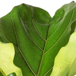 Ficus Lyrata - Fiddle Leaf Fig -Hortology Plants Shop Ficus lyrata Fiddle Leaf Fig SWTACH