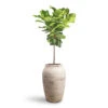 Ficus Lyrata - Fiddle Leaf Fig - Straight Stem -Hortology Plants Shop Ficus lyrata Fiddle Leaf Fig Straight Stem 30x150cm Hera Mediterranean Planter Chalk White 51x74cm