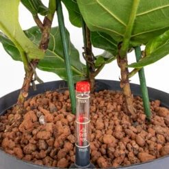 Ficus Lyrata - HydroCare 13 Ficus Lyrata - HydroCare -Hortology Plants Shop Ficus lyrata HydroCare 28 19x120cm 3 Stems