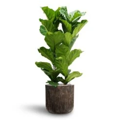 Ficus Lyrata - HydroCare 16 Ficus Lyrata - HydroCare -Hortology Plants Shop Ficus lyrata Hydroculture 2 stems Luxe Lite Waterfall Cylinder Planter Bronze 40 x 38cm
