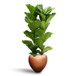 Metallic Couple Plant Pot - Matt Copper -Hortology Plants Shop Ficus lyrata Hydroculture 2 stems Metallic Couple Plant Pot Matt Copper 50 x 45cm 75a03511 dd25 4668 9c54 3ff8c2803aab