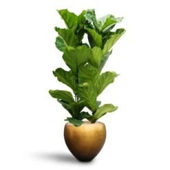 Ficus Lyrata - HydroCare 15 Ficus Lyrata - HydroCare -Hortology Plants Shop Ficus lyrata Hydroculture 2 stems Metallic Couple Plant Pot Matt Honey 50 x 45cm