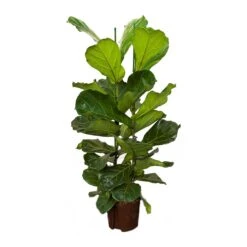 Ficus Lyrata - HydroCare 18 Ficus Lyrata - HydroCare -Hortology Plants Shop Ficus lyrata Hydroculture Indoor Plant 2Stems