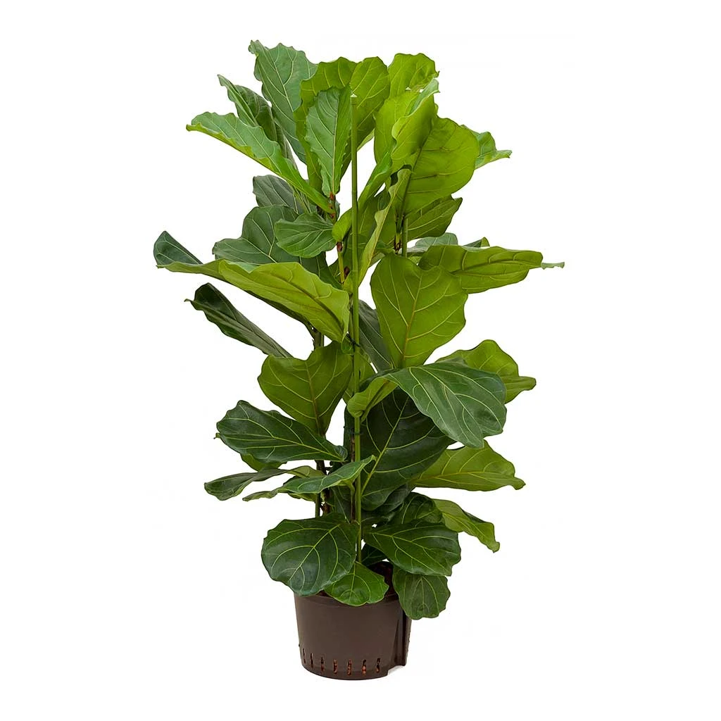 Ficus Lyrata - HydroCare 3 Ficus Lyrata - HydroCare