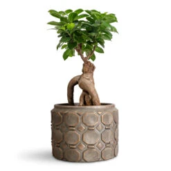 Ficus Ginseng - Indian Laurel 27 Ficus Ginseng - Indian Laurel -Hortology Plants Shop Ficus microcarpa Ginseng 15x35cm Jurre Pot Rose Rust 19x14cm