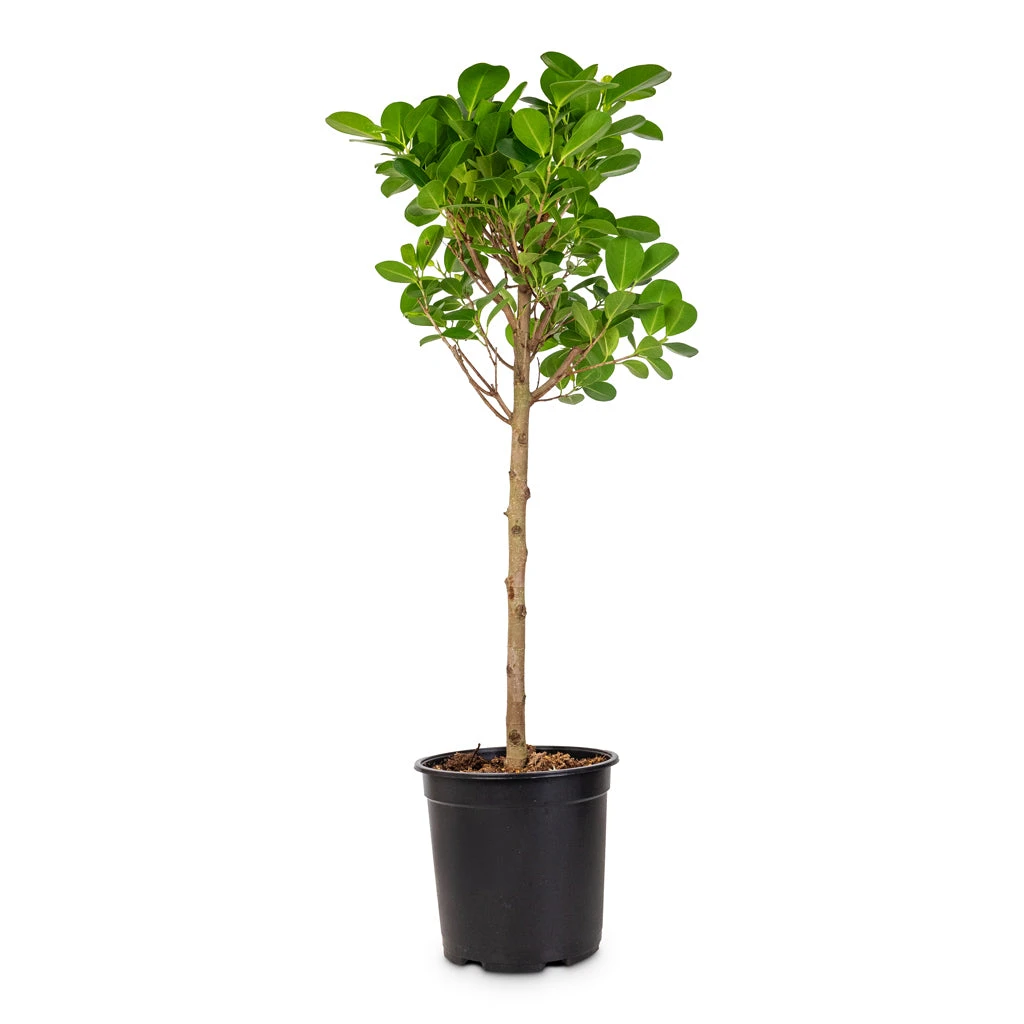Ficus Moclame - Indian Laurel - Straight Stem 9 Ficus Moclame - Indian Laurel - Straight Stem - Image 7
