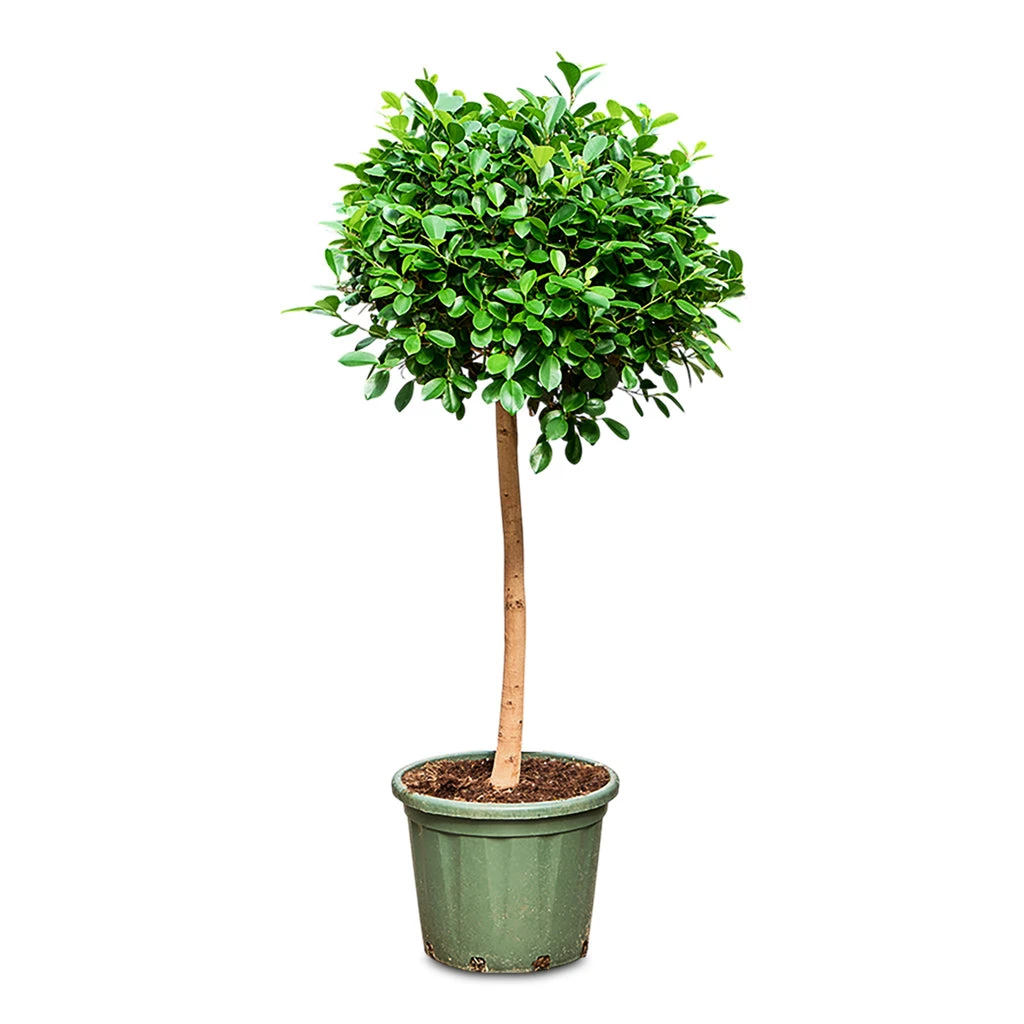 Ficus Moclame - Indian Laurel - Straight Stem 10 Ficus Moclame - Indian Laurel - Straight Stem - Image 8