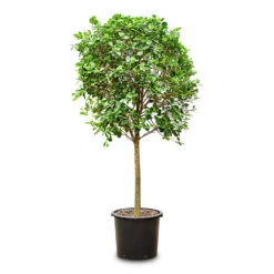 Ficus Moclame - Indian Laurel - Straight Stem 20 Ficus Moclame - Indian Laurel - Straight Stem -Hortology Plants Shop Ficus microcarpa Moclame Straight Stem 45x200cm
