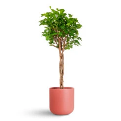 Lisbon Plant Pot - Blush Rose 20 Lisbon Plant Pot - Blush Rose -Hortology Plants Shop Ficus microcarpa Moclame Twisted Stem 23x100cm Lisbon Pot Blush Rose 26x26cm 1