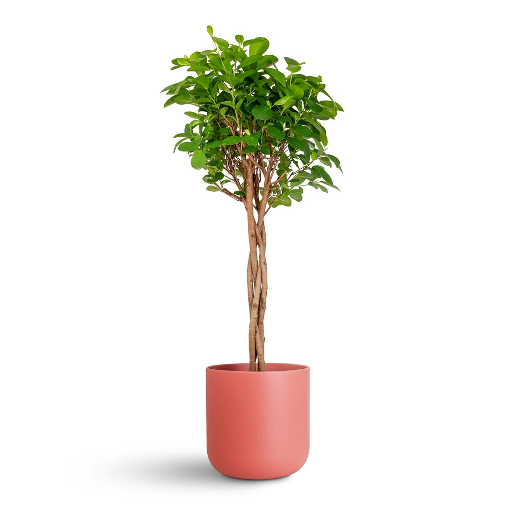Ficus Moclame - Indian Laurel - Twisted Stem 3 Ficus Moclame - Indian Laurel - Twisted Stem