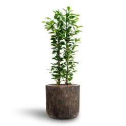 Luxe Lite Waterfall Cylinder Planter - Bronze 36 Luxe Lite Waterfall Cylinder Planter - Bronze -Hortology Plants Shop Ficus moclame Hydroculture Luxe Lite Waterfall Cylinder Planter Bronze 280b81f6 8f12 47a7 a6c7 d762651a2c2b