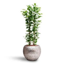 Ficus Moclame - HydroCare 18 Ficus Moclame - HydroCare -Hortology Plants Shop Ficus moclame Hydroculture Opus Hammered Globe Planter Silver