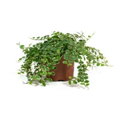 Ficus Pumila White Sunny - Creeping Fig 11 Ficus Pumila White Sunny - Creeping Fig -Hortology Plants Shop Ficus pumila White Sunny Creeping Fig 11cm