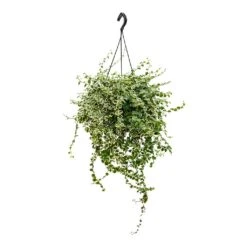 Ficus Pumila White Sunny - Creeping Fig 12 Ficus Pumila White Sunny - Creeping Fig -Hortology Plants Shop Ficus pumila White Sunny Creeping Fig 20cm