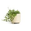 Ficus Pumila White Sunny - Creeping Fig 1 Ficus Pumila White Sunny - Creeping Fig -Hortology Plants Shop Ficus pumila White Sunny Creeping Fig 9x15cm Bilbao Plant Pot Pale Jade 10.5x10cm