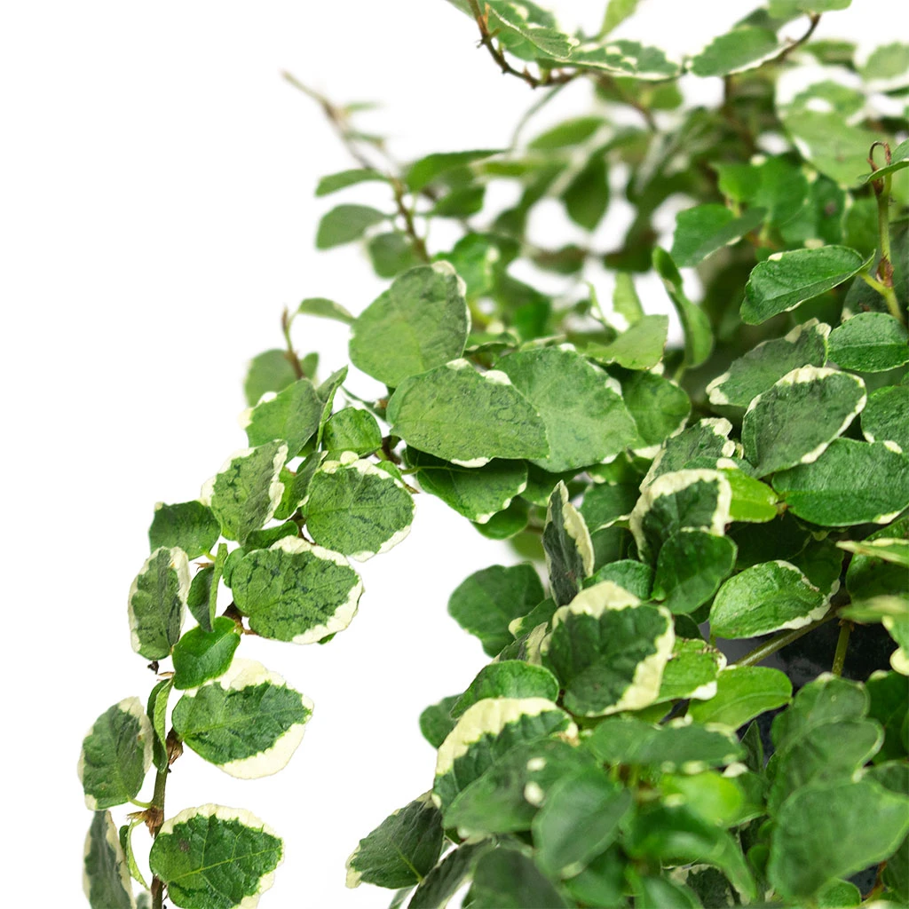 Ficus Pumila White Sunny - Creeping Fig 4 Ficus Pumila White Sunny - Creeping Fig - Image 2