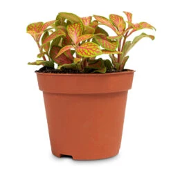 Fittonia Albivenis Mosaic Skeleton - Nerve Plant -Hortology Plants Shop Fittonia albivenis Mosaic Skeleton Nerve Plant 8.5x12cm