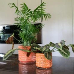 Flor Plant Pot - Orange 21 Flor Plant Pot - Orange -Hortology Plants Shop Flor Orange 2