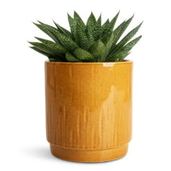 Stella Plant Pot - Mustard -Hortology Plants Shop Gasteria D Tiga Ox Tongue 10.5x15cm Stella Pot Mustard 13x14cm 1