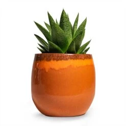 Charlotte Plant Pot - Orange 33 Charlotte Plant Pot - Orange -Hortology Plants Shop Gasteria D Tiga Ox Tongue Houseplant 10.5x15cm Plant Pot Charlotte Orange 15x13cm