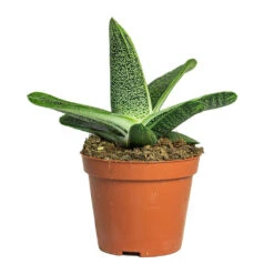 Gasteria Little Warty - Ox Tongue -Hortology Plants Shop Gasteria Little Warty Ox Tongue 8.5cm