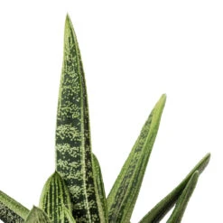 Gasteria Little Warty - Ox Tongue -Hortology Plants Shop Gasteria Little Warty Ox Tongue 8.5x10cm 2