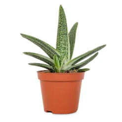 Gasteria Little Warty - Ox Tongue -Hortology Plants Shop Gasteria Little Warty Ox Tongue 8.5x10cm