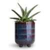 Gasteria Little Warty - Ox Tongue 1 Gasteria Little Warty - Ox Tongue -Hortology Plants Shop Gasteria Little Warty Ox Tongue 8.5x10cm Denise Plant Pot Blue Bronze 10x12cm