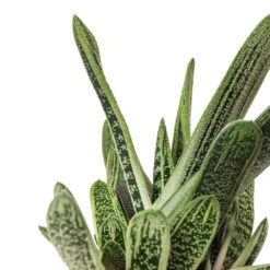 Gasteria Little Warty - Ox Tongue -Hortology Plants Shop Gasteria Little Warty Ox Tongue DETAIL 4