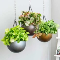 Gradient Hanging Plant Bowl - Matt Coffee 10 Gradient Hanging Plant Bowl - Matt Coffee -Hortology Plants Shop Gradient Hanging Plant Bowl db68eaf3 31c5 4680 a11f c21401681759