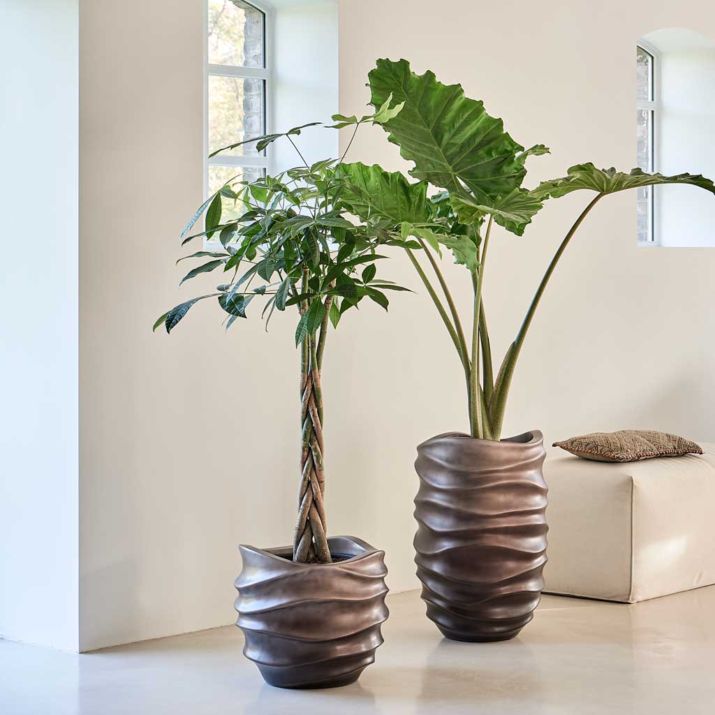 Hortology Plants Shop -Hortology Plants Shop Gradient Lee Couple Planter Matt Coffee