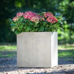 Grigio Cube Planter - Antique White Concrete 16 Grigio Cube Planter - Antique White Concrete -Hortology Plants Shop Grigio Cube Planter Antique White Concrete LS1