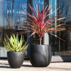 Grigio Egg Pot Planter - Anthracite Concrete 12 Grigio Egg Pot Planter - Anthracite Concrete -Hortology Plants Shop Grigio Egg Pot Anthracite