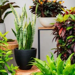 Grigio Egg Pot Planter - Anthracite Concrete 13 Grigio Egg Pot Planter - Anthracite Concrete -Hortology Plants Shop Grigio Egg Pot Anthracite Concrete