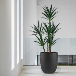 Grigio Tall Egg Pot Planter - Anthracite Concrete 13 Grigio Tall Egg Pot Planter - Anthracite Concrete -Hortology Plants Shop Grigio Tall Egg Pot Planter Anthracite Concrete