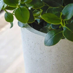 Grigio Tall Partner Planter - Antique White Concrete -Hortology Plants Shop Grigio Vase Antique White 5
