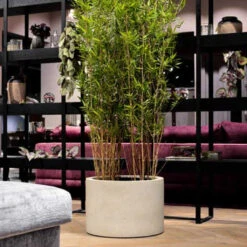 Grigio Cylinder Planter - Antique White Concrete 16 Grigio Cylinder Planter - Antique White Concrete -Hortology Plants Shop GrigioCylinderPlanter AntiqueWhiteConcrete 1