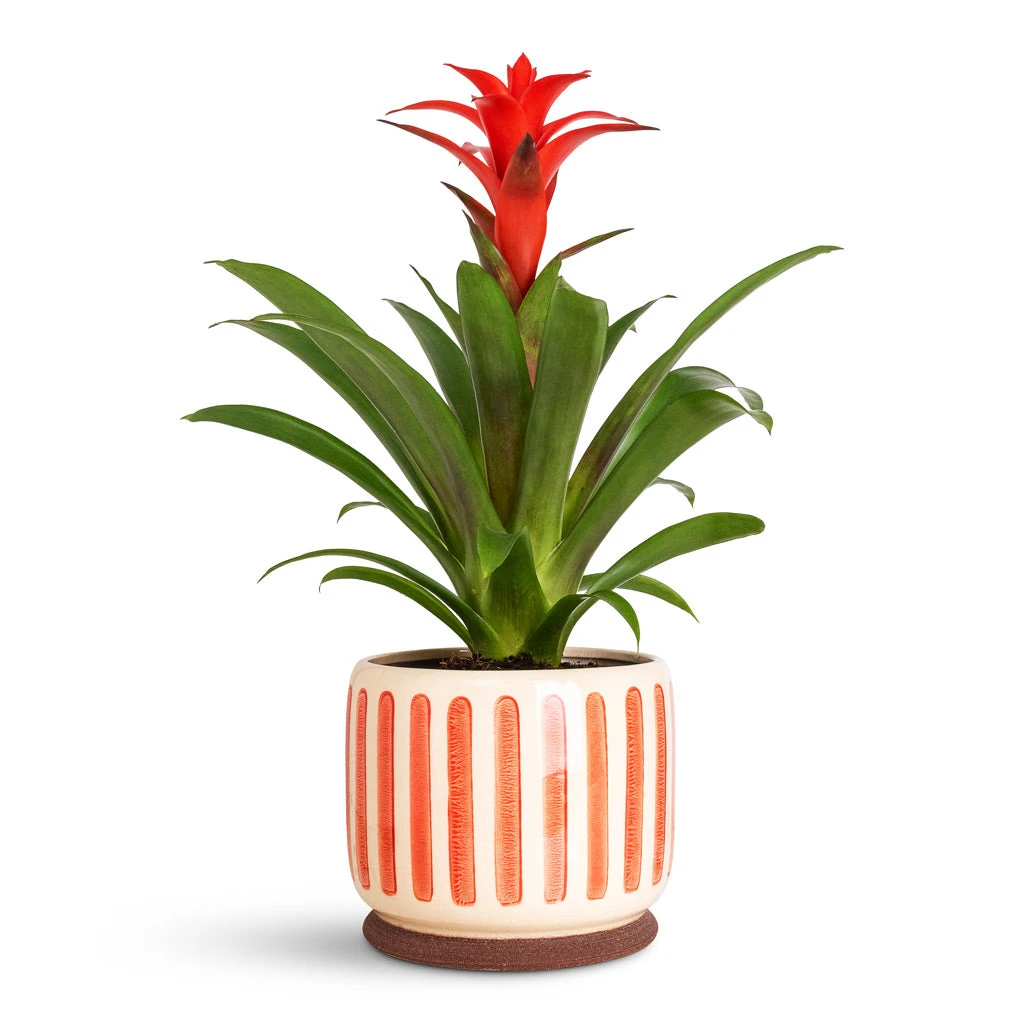 Guzmania Calypso - Starlight Red Bromeliad 4 Guzmania Calypso - Starlight Red Bromeliad - Image 2