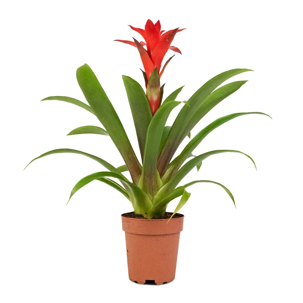 Guzmania Calypso - Starlight Red Bromeliad 6 Guzmania Calypso - Starlight Red Bromeliad - Image 4